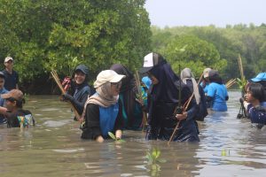 Dokumentasi: Penanaman Mangrove yang dilakukan oleh mahasiswa UPER bersama dengan Pertamina Foundation
