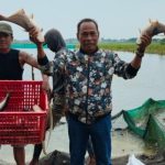 Di Bawah Kepemimpinan H Bao Umbara, BUMDes Karangsari Sukses Panen Perdana 6 Ton Ikan Patin