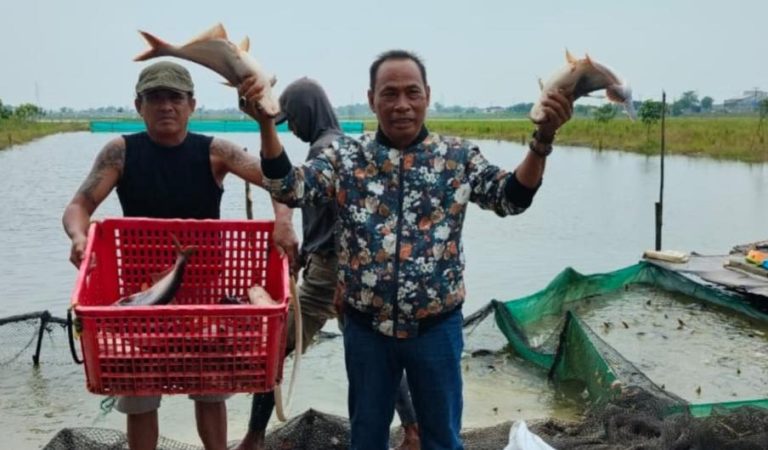 Di Bawah Kepemimpinan H Bao Umbara, BUMDes Karangsari Sukses Panen Perdana 6 Ton Ikan Patin