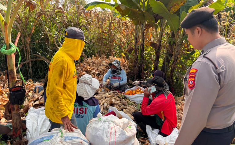 Polrestabes Bandung Perkuat Dukungan Ketahanan Pangan Nasional Melalui Monitoring Panen Jagung Bersama Petani