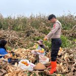 Polrestabes Bandung Perkuat Ketahanan Pangan Melalui Pemantauan Pasca Panen Jagung yang Berkelanjutan