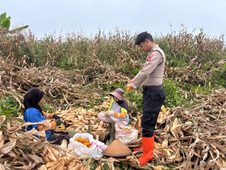 Polrestabes Bandung Perkuat Ketahanan Pangan Melalui Pemantauan Pasca Panen Jagung yang Berkelanjutan