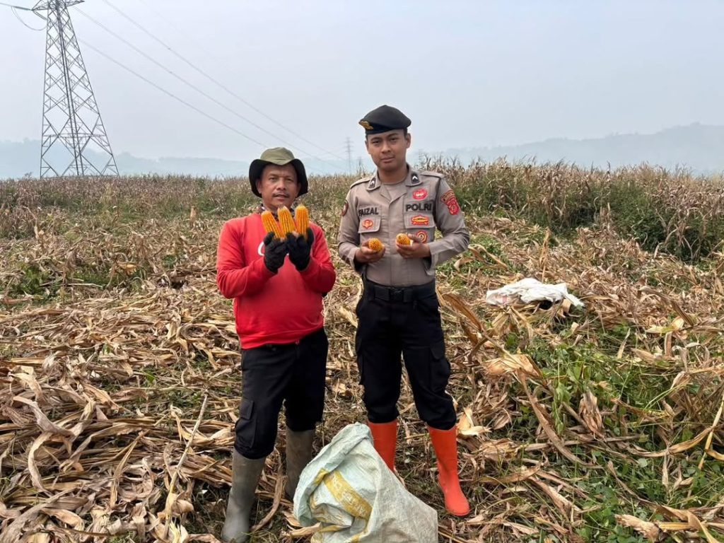 Polrestabes Bandung Perkuat Ketahanan Pangan Nasional Melalui Pemantauan Pasca Panen Jagung dan Pendampingan Petani