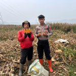 Polrestabes Bandung Perkuat Ketahanan Pangan Nasional Melalui Pemantauan Pasca Panen Jagung dan Pendampingan Petani