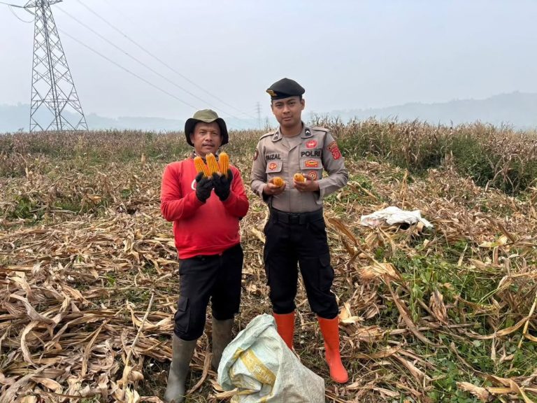 Polrestabes Bandung Perkuat Ketahanan Pangan Nasional Melalui Pemantauan Pasca Panen Jagung dan Pendampingan Petani