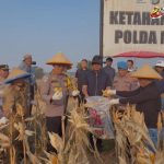 Panen Raya Jagung Kuartal I 2026 di Cikarang Pusat, Polres Metro Bekasi Perkuat Komitmen Ketahanan Pangan Nasional, Siapkan Panen Bertahap hingga 50 Hektare